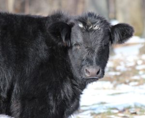 dexture cattle near winchester va