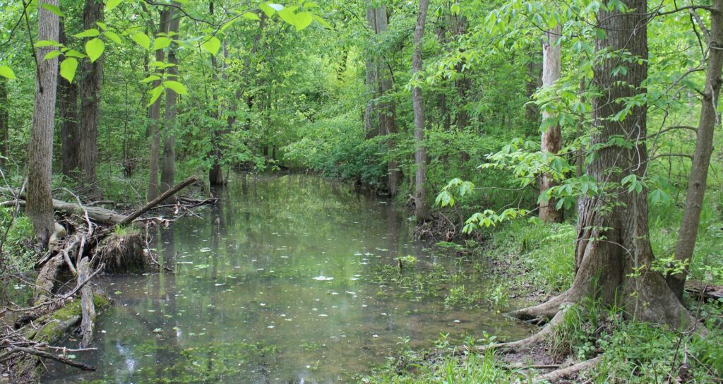 Existing vernal pool wetland within the streamside forest of the Clary-Boulee-McDonald Preserve.This relic wetland bench within the restoration area will be enhanced and expanded through this project.