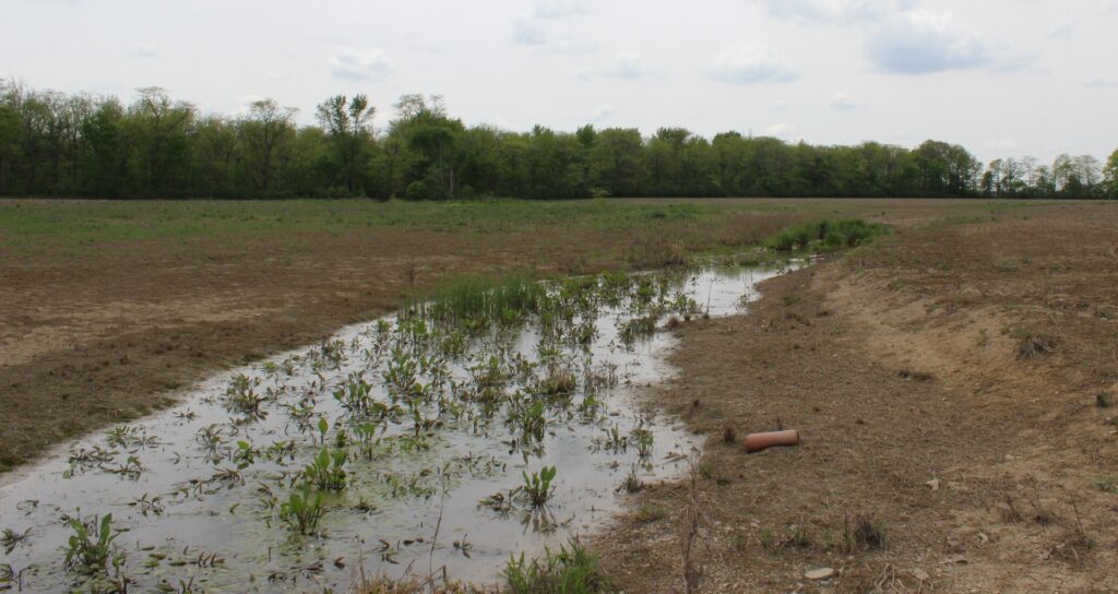 This relic wetland bench within the restoration area will be enhanced and expanded through this project.