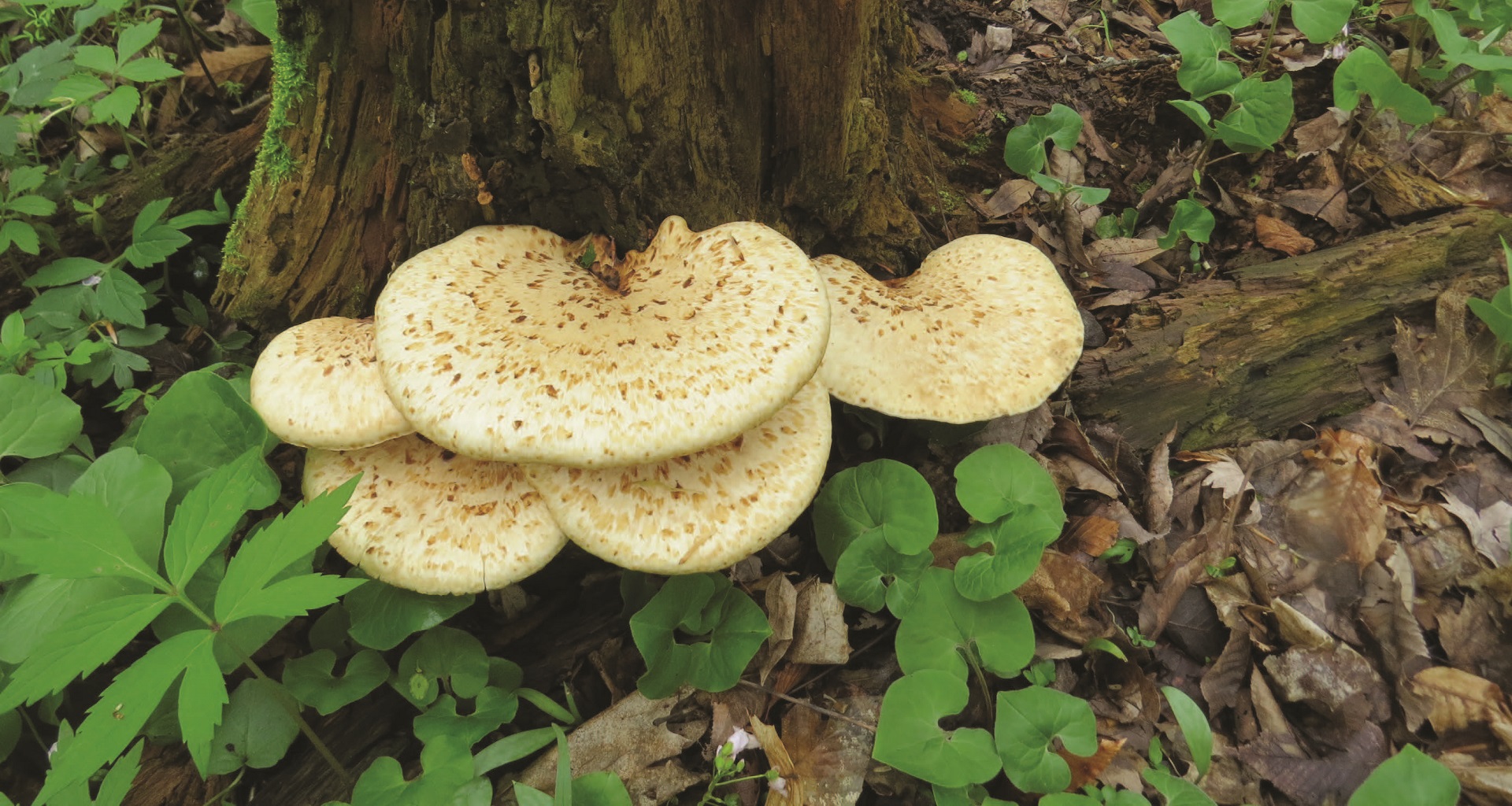 Shelf Mushroom