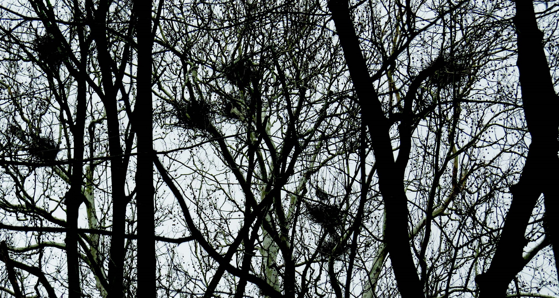 Heron Rookery