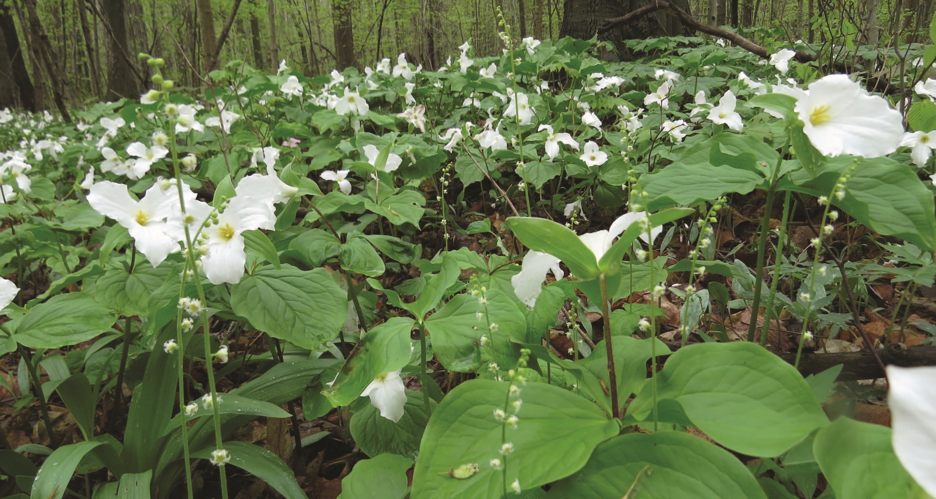 Trillium in Bloom