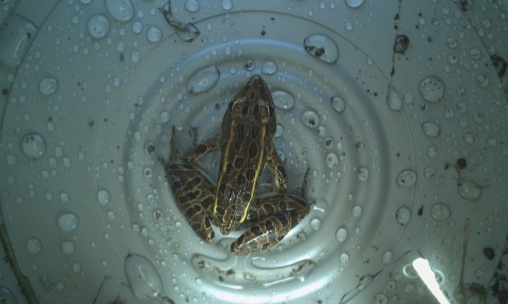 camera trap frog 1024x614