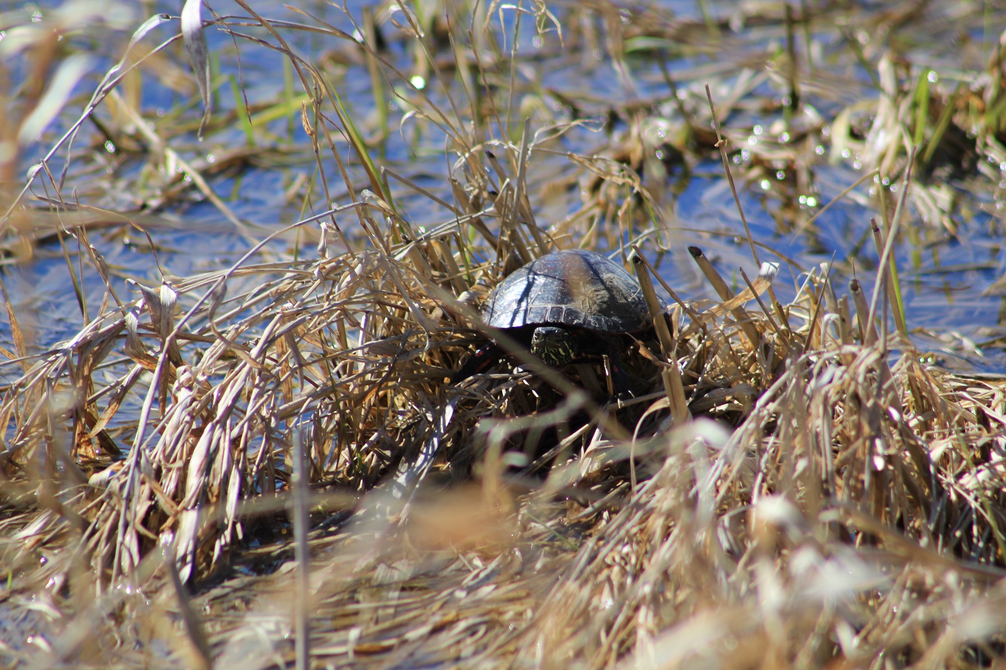 Painted turtle at Little Auglaize Wildlife Reserve