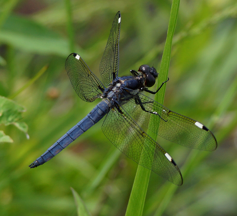 Spangled skimmer relaxing on a blade of grass at Little Auglaize Wildlife Reserve