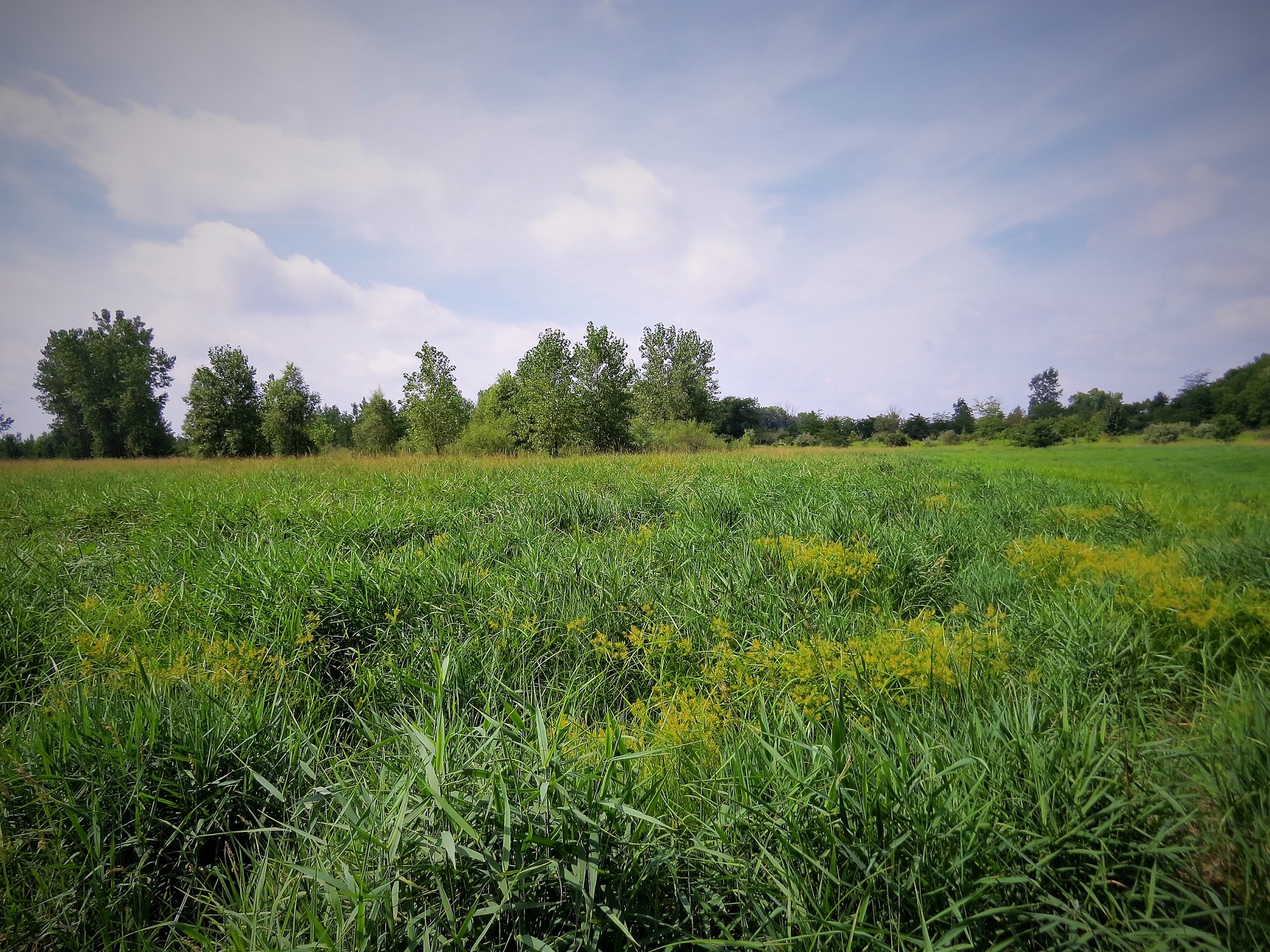 The west field at Little Auglaize Wildlife Reserve