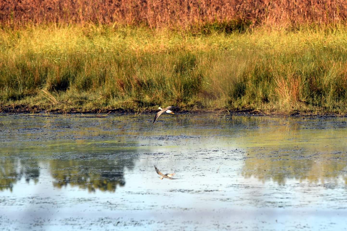 Bird soaring over the wetland at Little Auglaize Wildlife Reserve