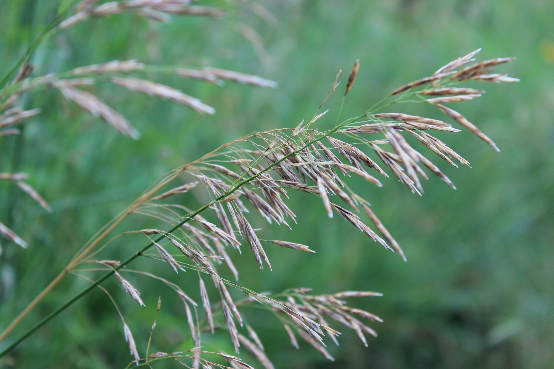 Prairie photo 3