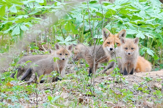 Fox kits at Wintergarden Woods