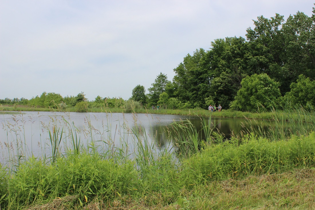 Wetland at Little Auglaize