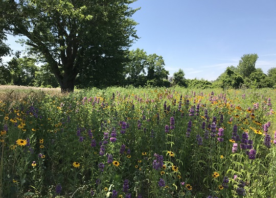 Nehls Memorial Nature Preserve wildflowers in bloom