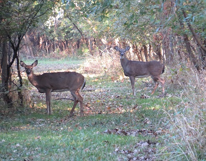 Deer Spotted on the Property