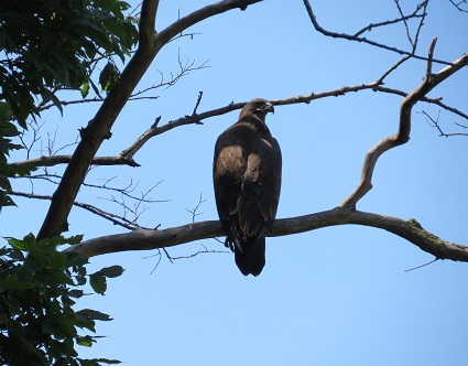 Immature Bald Eagle Spotted on the Property