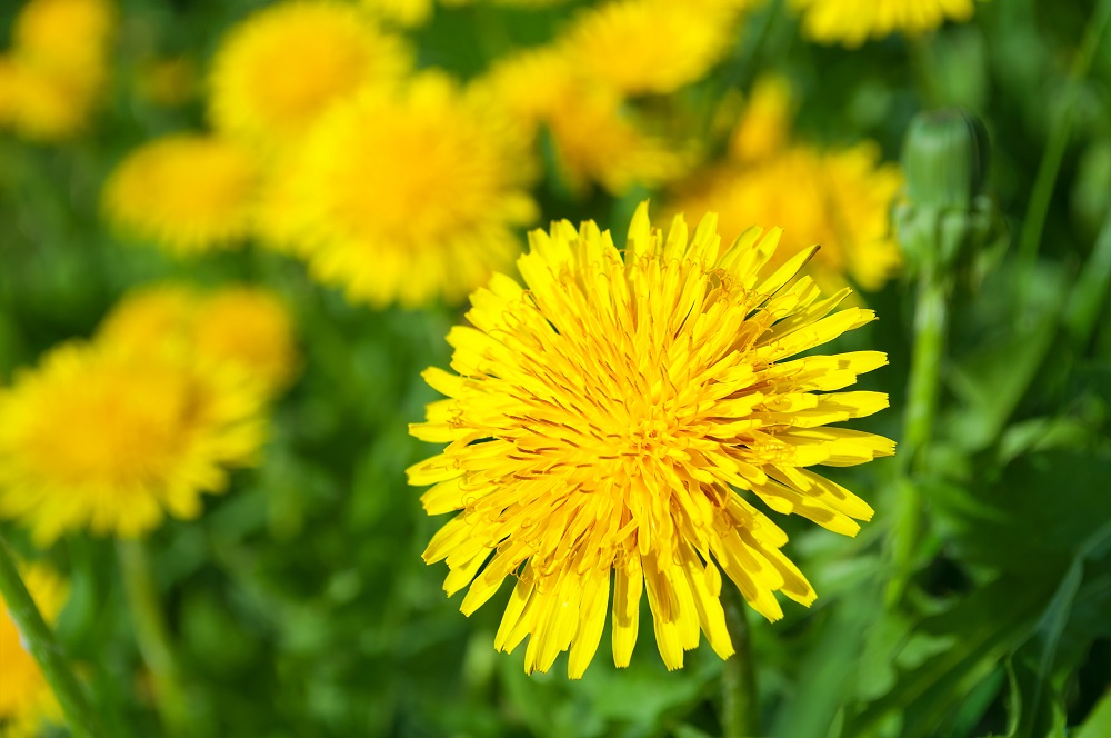 Yellow dandelion flowers in green grass in the spring