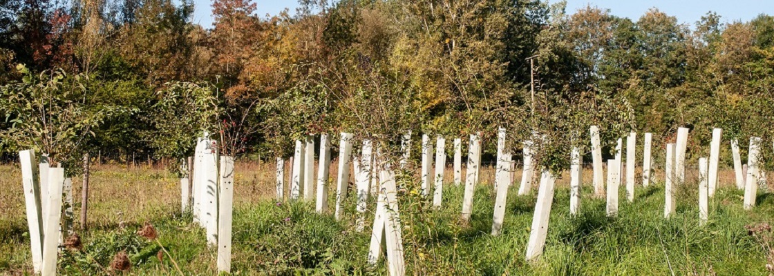 reforestation with tree seedlings with plastic tubes around stem growing in rows