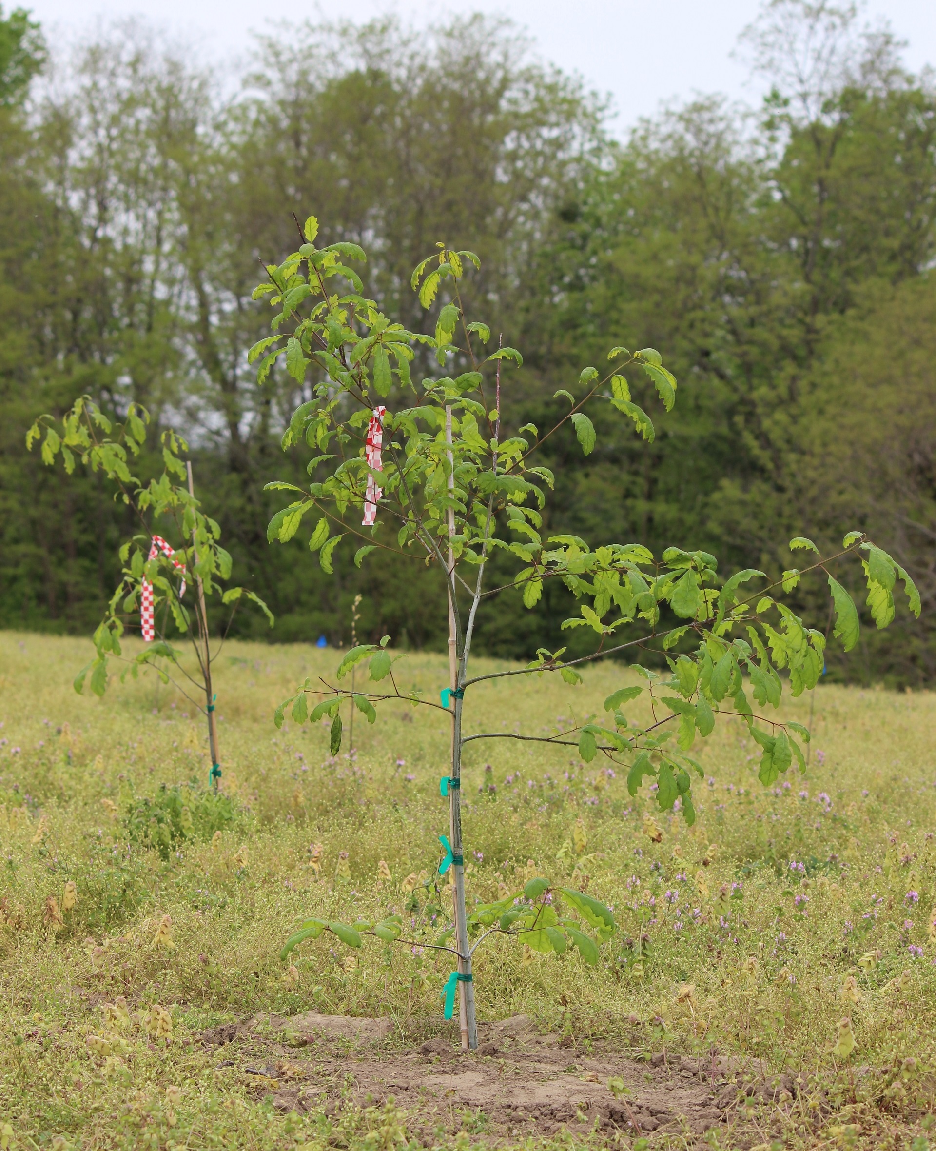 baby tree