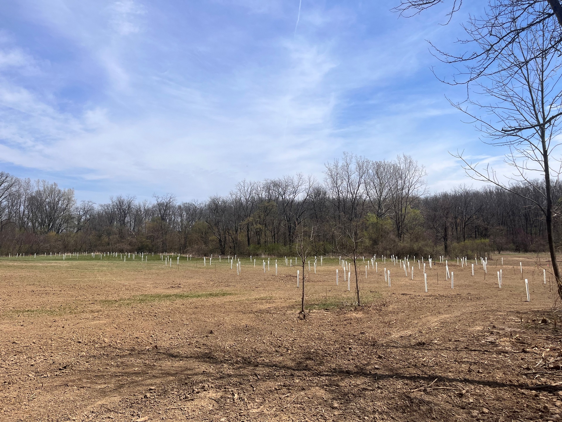 wide angle of field with newly planted trees