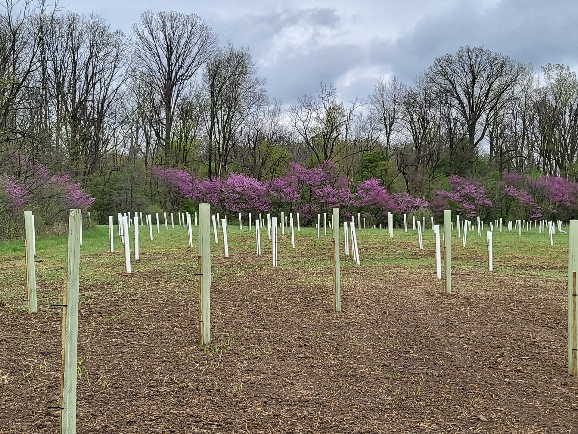 newly planted trees with tubes