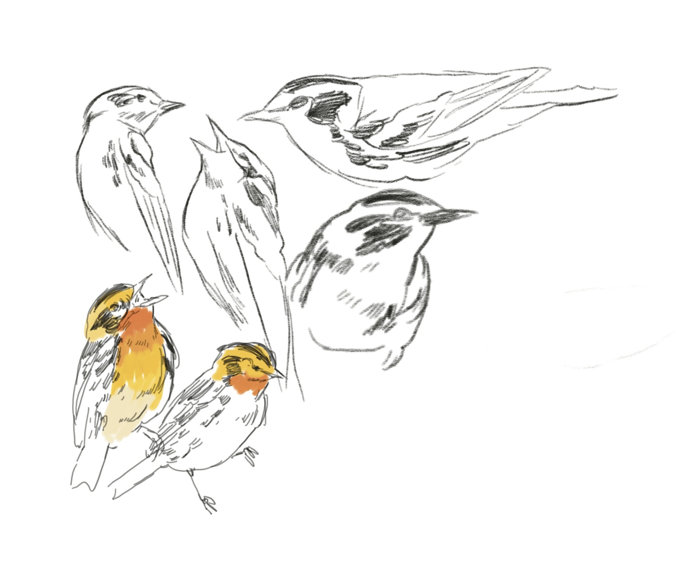 sketches of birds by Veronica Bialecki