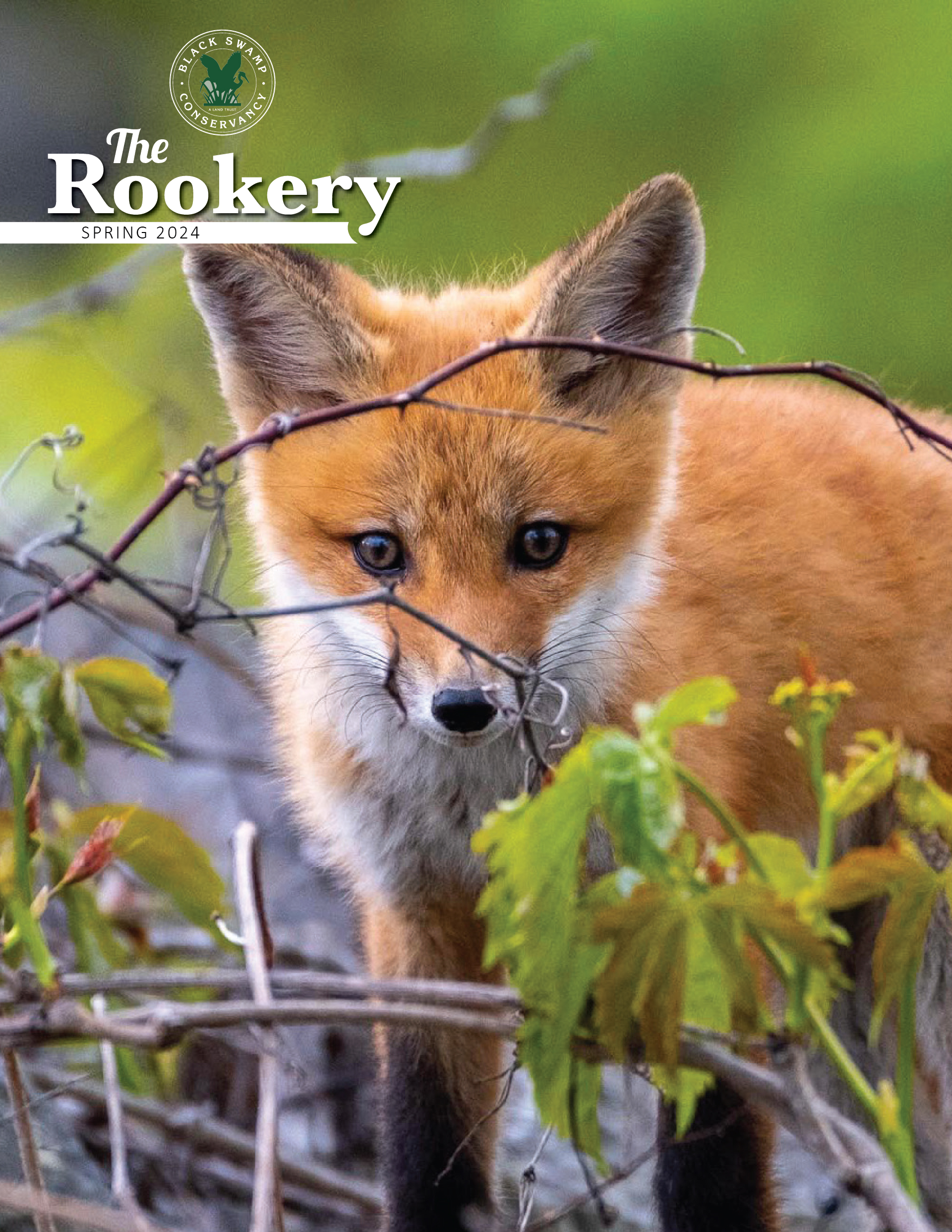 Rookery Spring 2024 Cover Image
