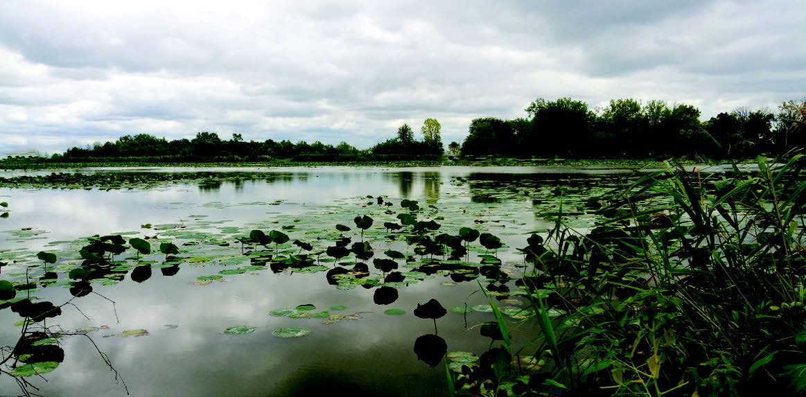 pond landscape with lilypads