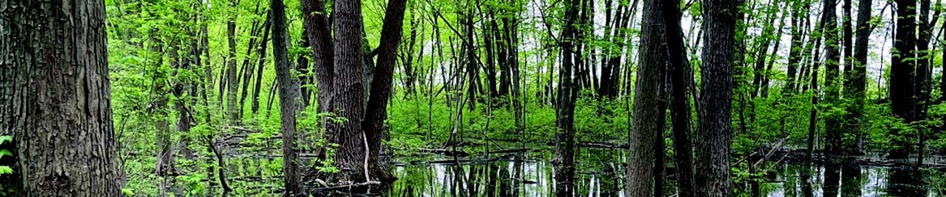 forest with vernal pools
