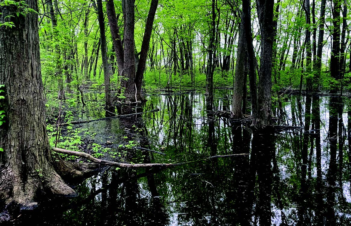 forest with vernal pools