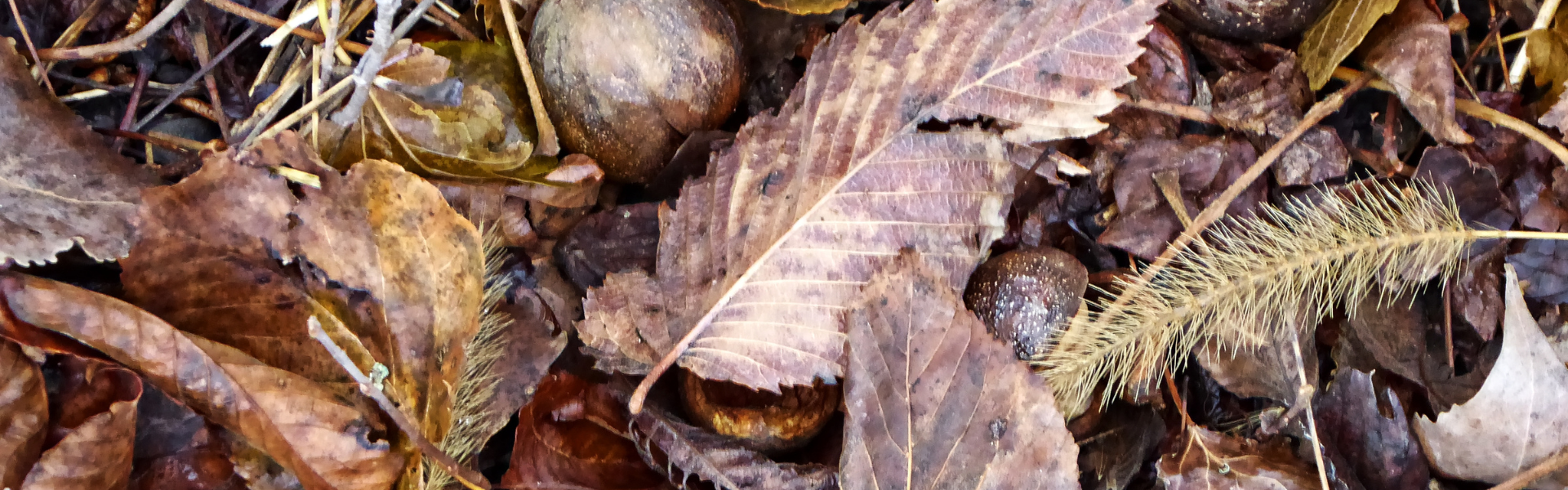 A scattering of fall leaves, prairies grasses and nuts taken