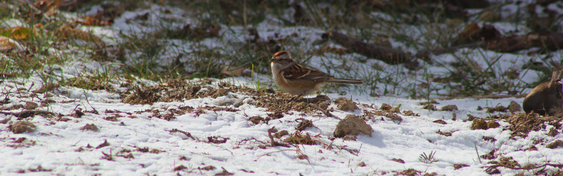 Chipping sparrow looking, backlit by sunlight as it forages in the snow