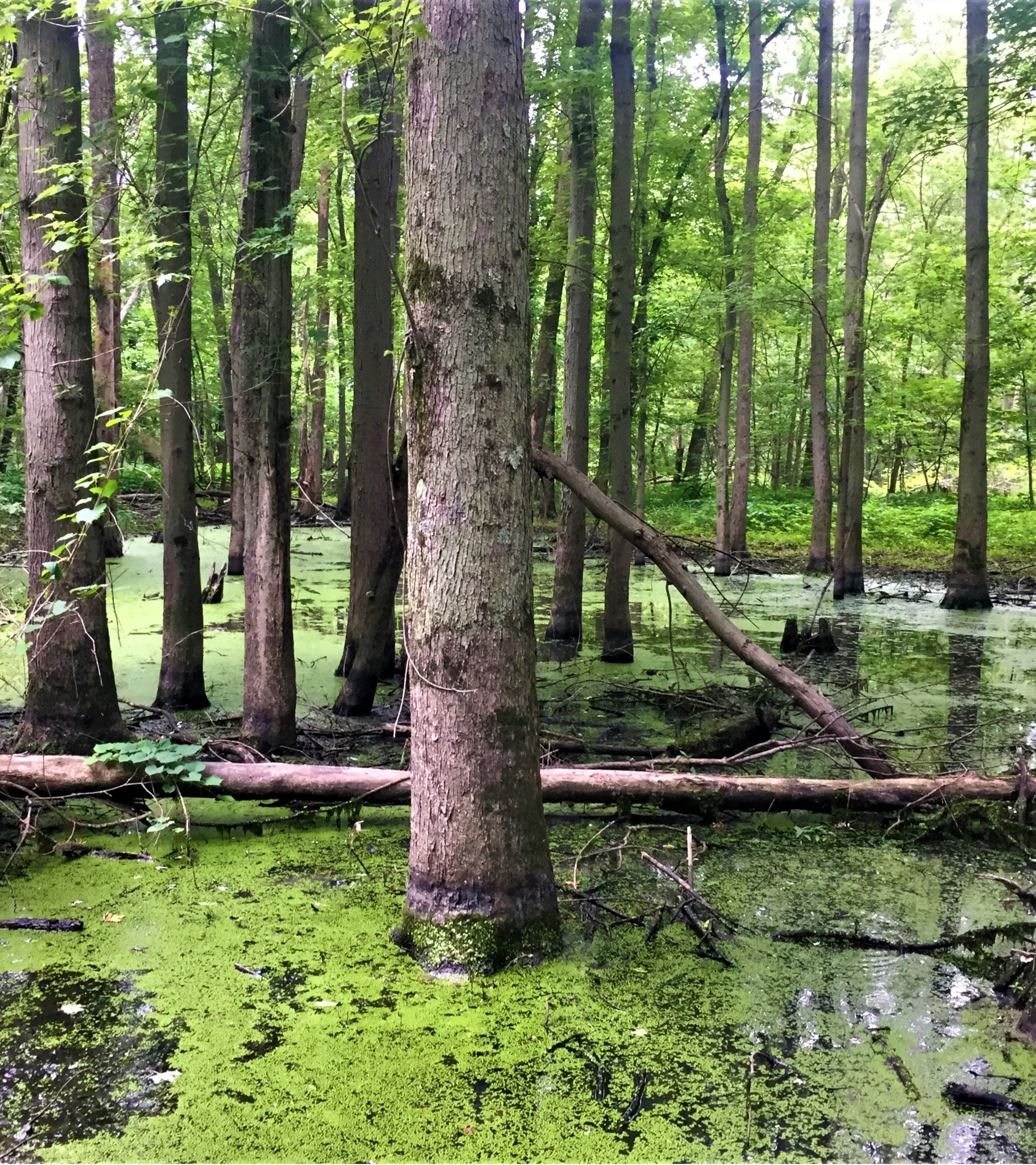 A partially sunny photo of the wetland woods at St.Joe's Floodplain