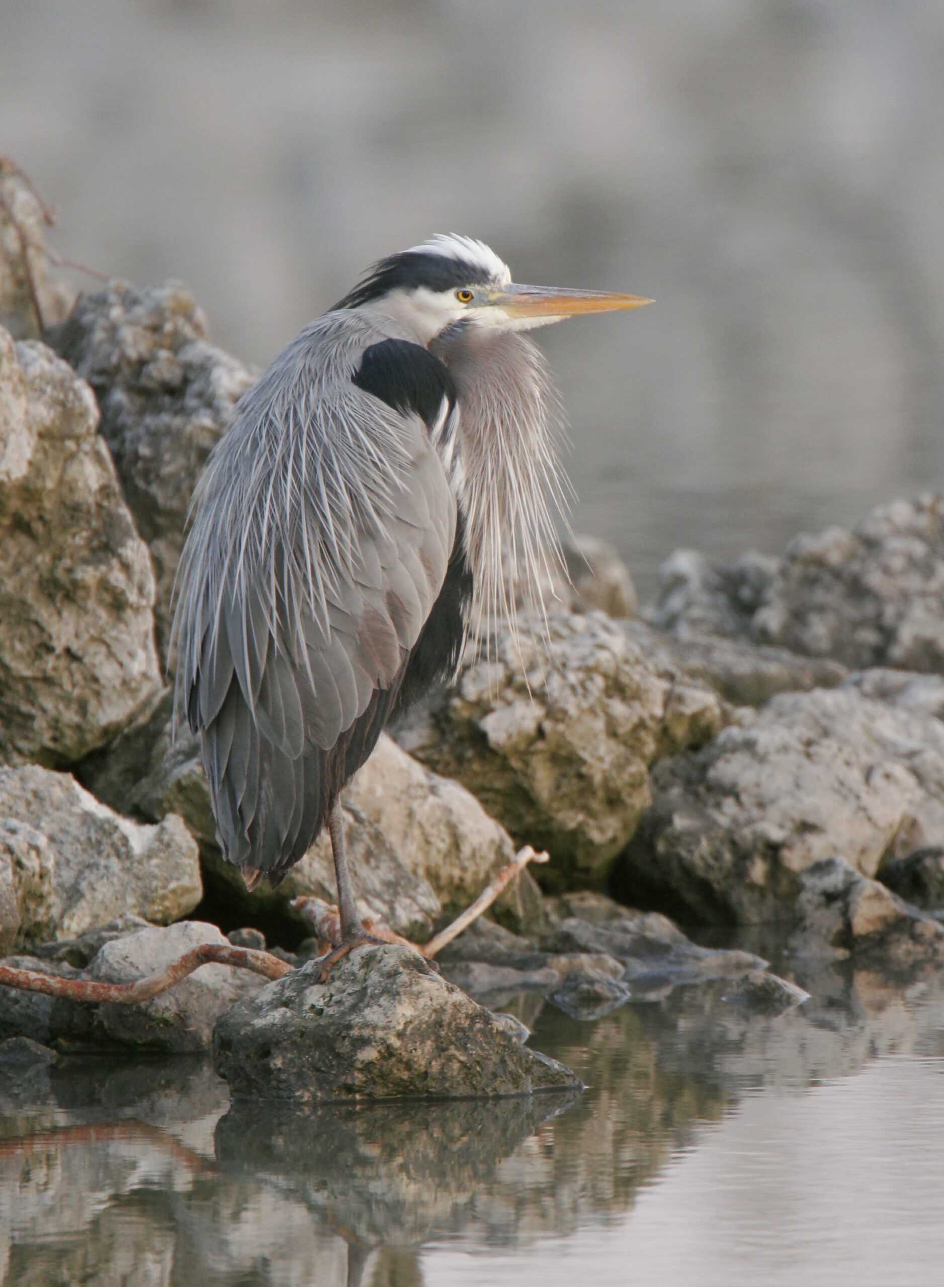 A great blue heron perches on a rock overlooking the water