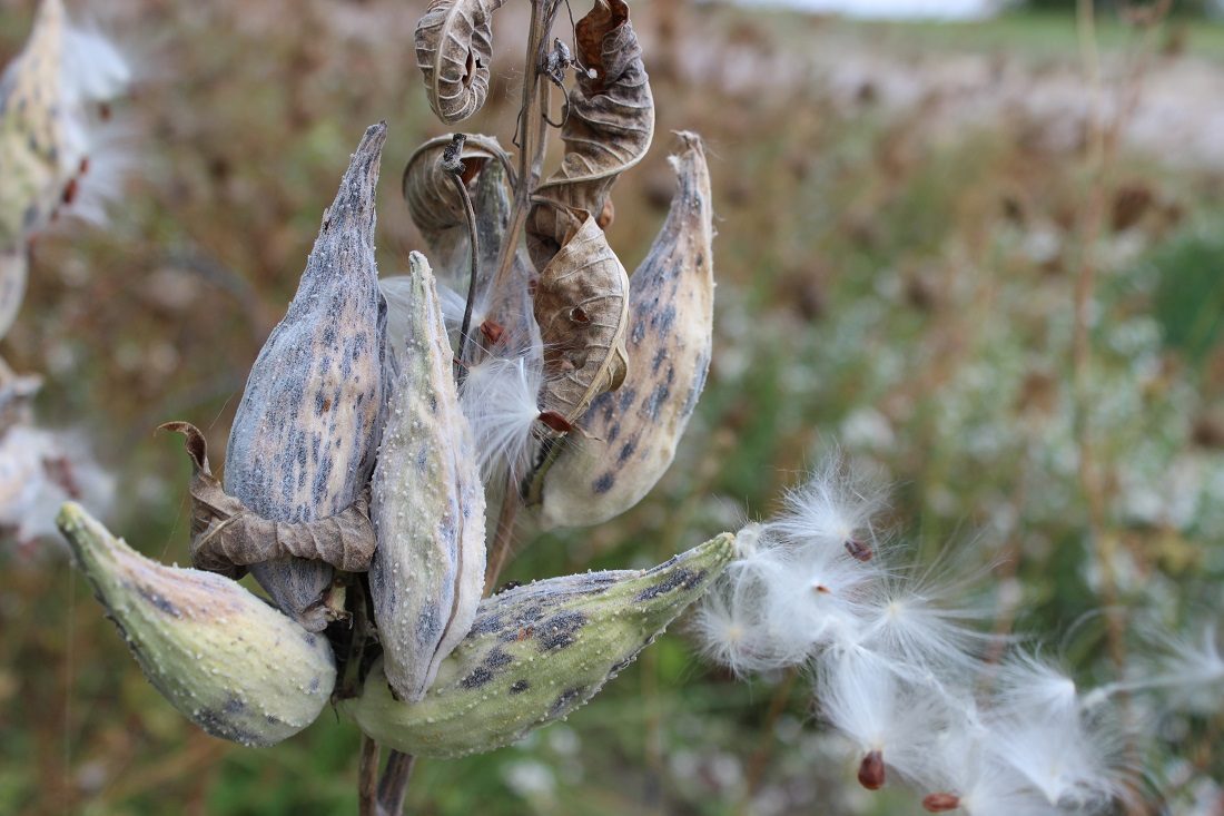 Milkweed on Catawba Island Attracts Monarch Butterflies