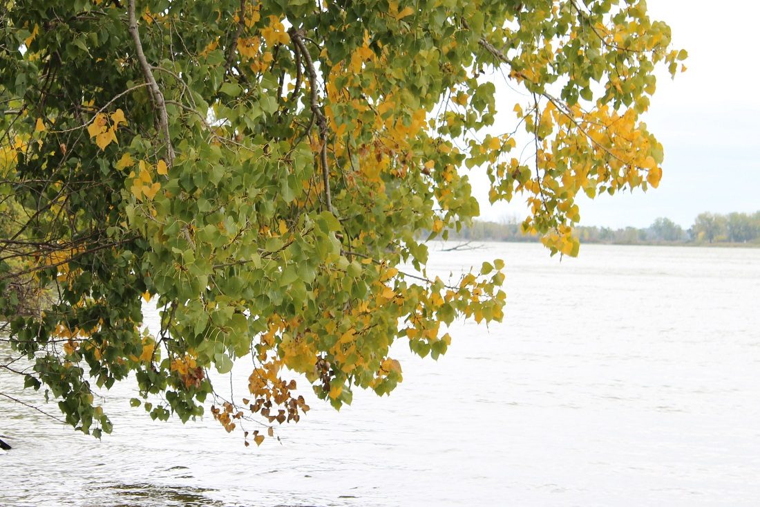 Catawba Island Shoreline