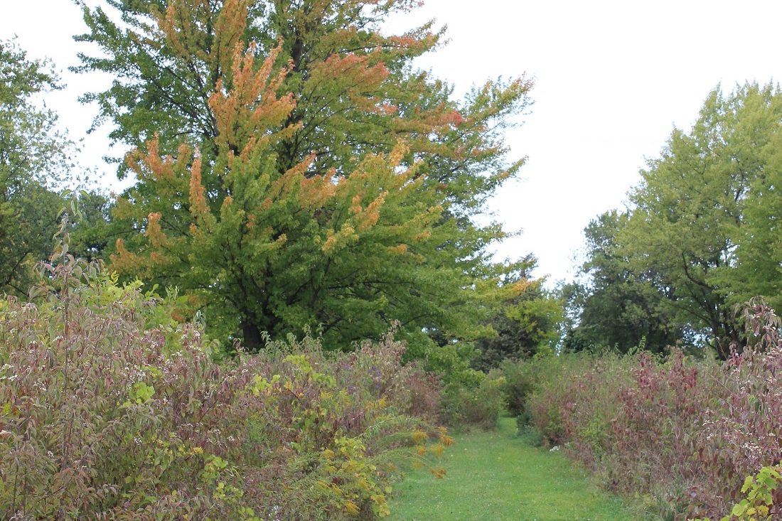 Catawba Island Path