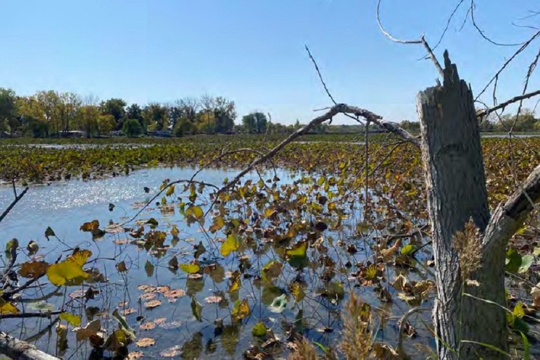 Wetland on Catawba Island