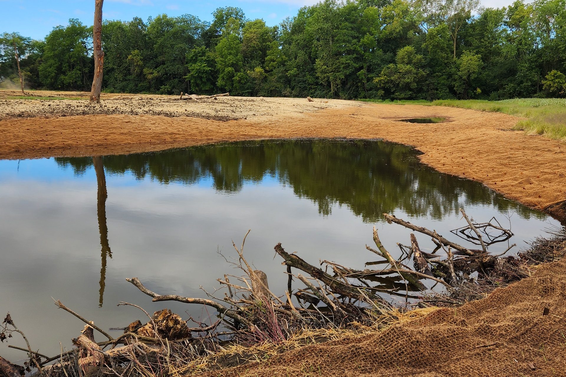 Snags in a wetland pool