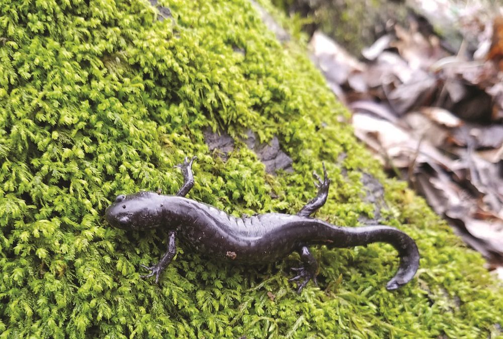 salamander 1000x675